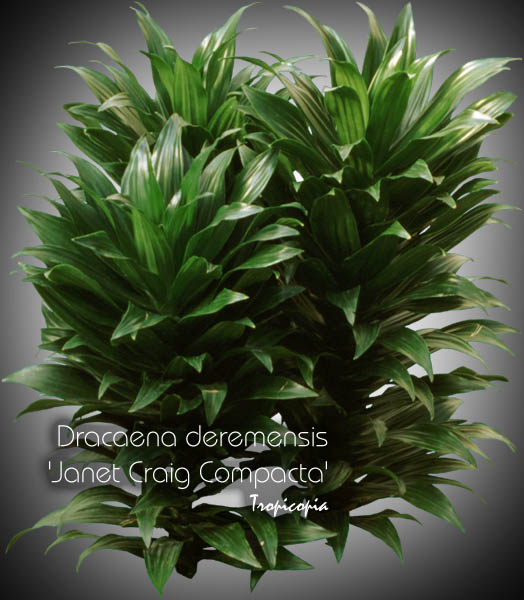 Dracaena - Dracaena deremensis Janet Craig Compacta - Reine Calypso, Bouquet nain, Bouquet compacte - Dwarf bouquet, Calypso Queen
